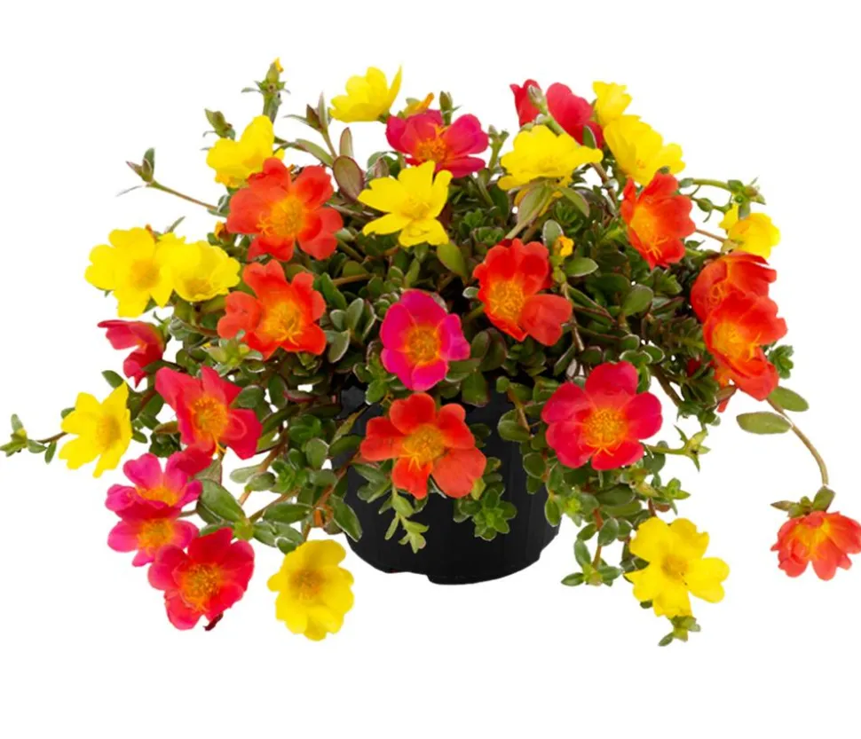 Portulakröschen