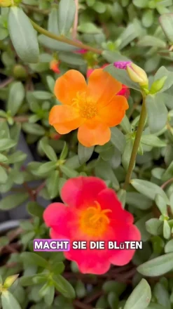 Portulakröschen, zweifarbig, verschiedene Sorten