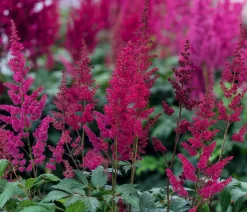 Prachtspiere, Astilbe