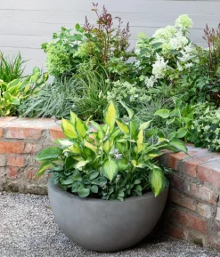 Prachtspiere, Astilbe, verschiedene Sorten