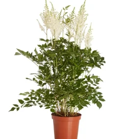 Prachtspiere, Astilbe, verschiedene Sorten