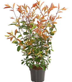 Purpur-Glanzmispel 'Red Robin'