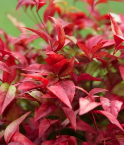 Purpur-Glanzmispel 'Red Robin'