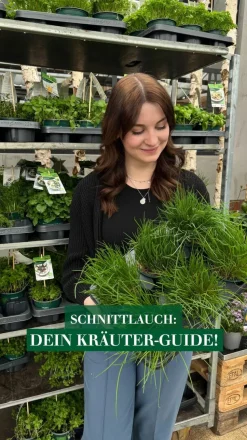Quedlinburger Samen Schnittlauch 'Middleman'