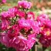 Ramblerrose 'Perennial Blue®'