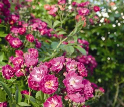 Ramblerrose 'Perennial Blue®'
