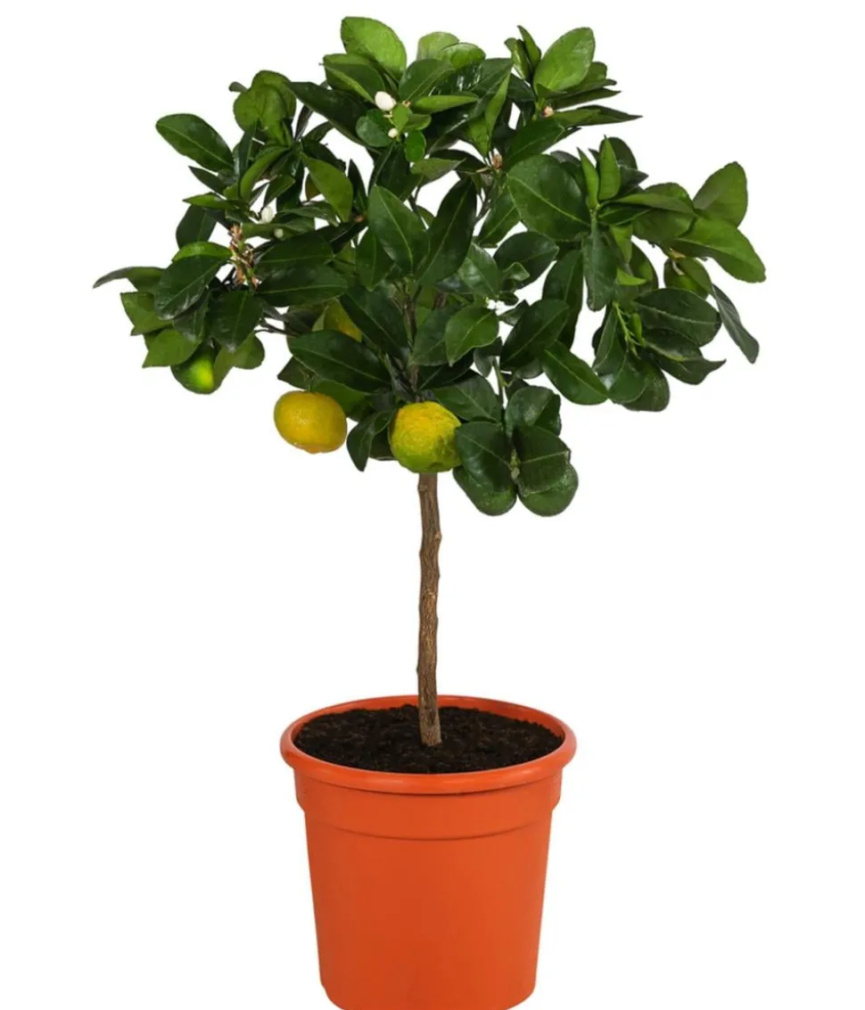 Römische Limette 'Pursha'