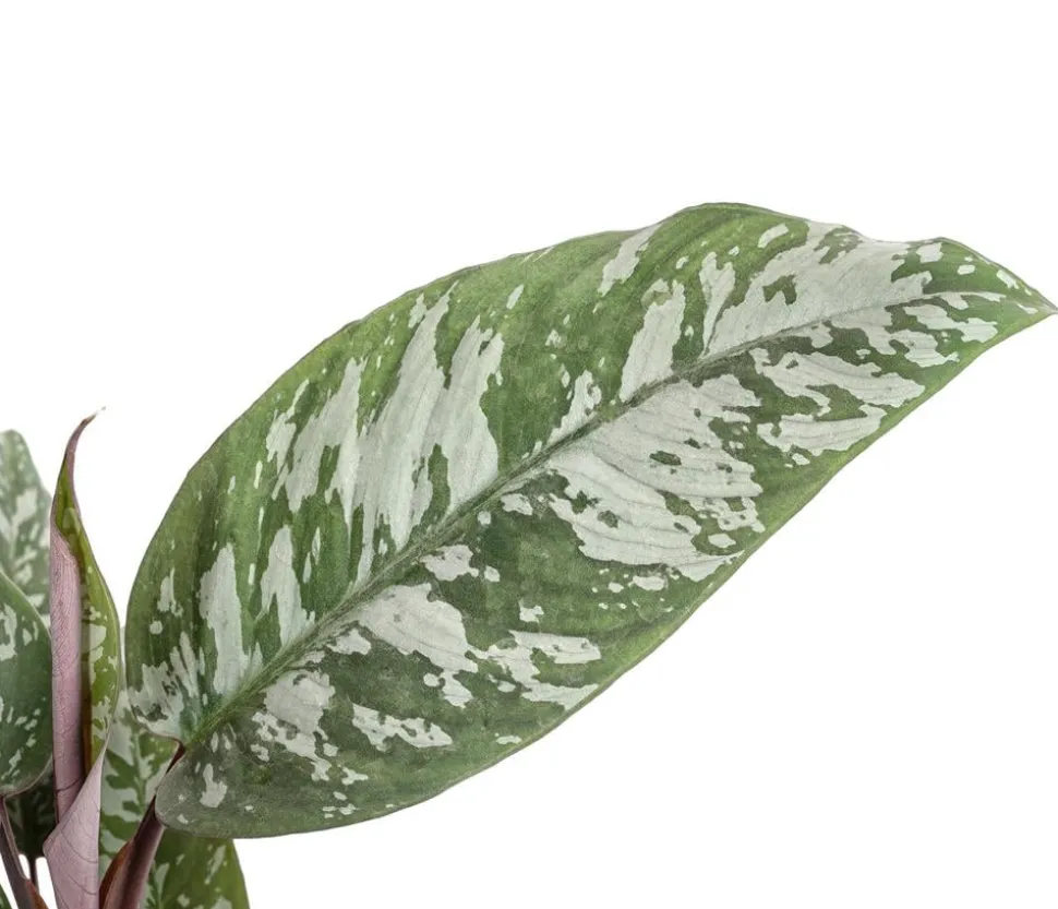 Rotes Schwert - Apoballis acuminatissima