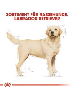 ROYAL CANIN® Trockenfutter für Hunde Labrador Retriever Adult