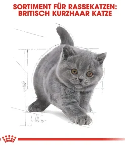 ROYAL CANIN® Trockenfutter für Katzen British Shorthair Kitten