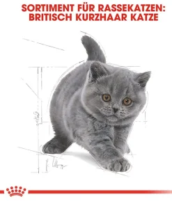 ROYAL CANIN® Trockenfutter für Katzen British Shorthair Kitten