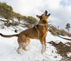 RUFFWEAR® Bungee Joggingleine Roamer™
