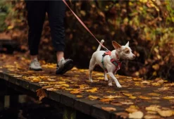RUFFWEAR® Hundehalsband Hi & Light™ Collar