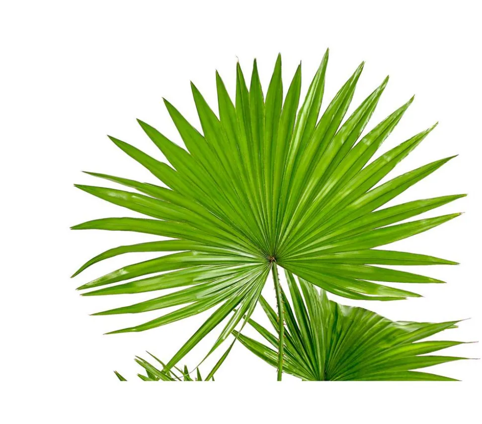 Rundblättrige Schirmpalme - Livistona rotundifolia