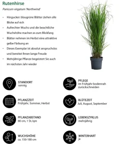 Rutenhirse 'Northwind'