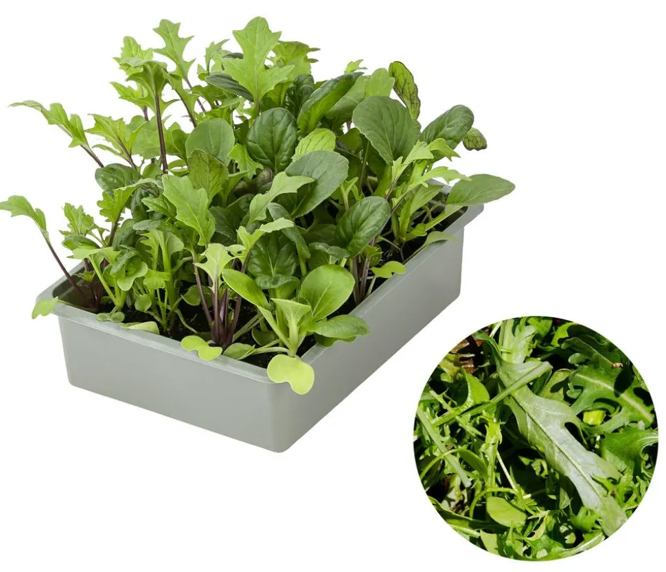 Salatmischung Asia-Leaf, 20er Schale