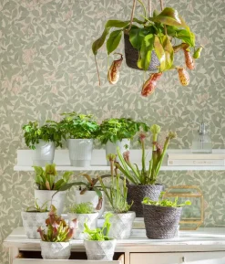Schlauchpflanze - Sarracenia