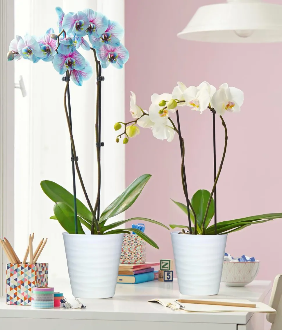 Schmetterlingsorchidee - Phalaenopsis cultivars 'Blue Wonder'