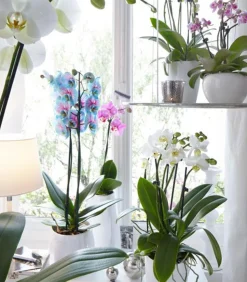 Schmetterlingsorchidee - Phalaenopsis cultivars 'Blue Wonder'
