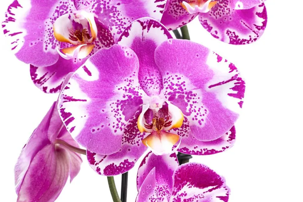 Schmetterlingsorchidee - Phalaenopsis cultivars 'Victorio'