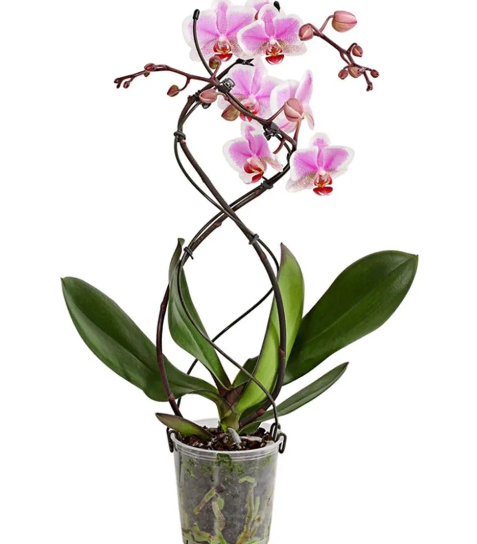 Schmetterlingsorchidee - Phalaenopsis cultivars 'Twister', verschiedene Farben