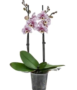 Schmetterlingsorchidee - Phalaenopsis cultivars 'Crossing', verschiedene Farben