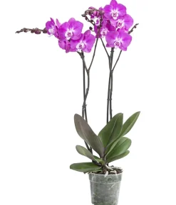 Schmetterlingsorchidee - Phalaenopsis cultivars 'Sesame'