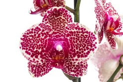 Schmetterlingsorchidee - Phalaenopsis cultivars 'Sesame'