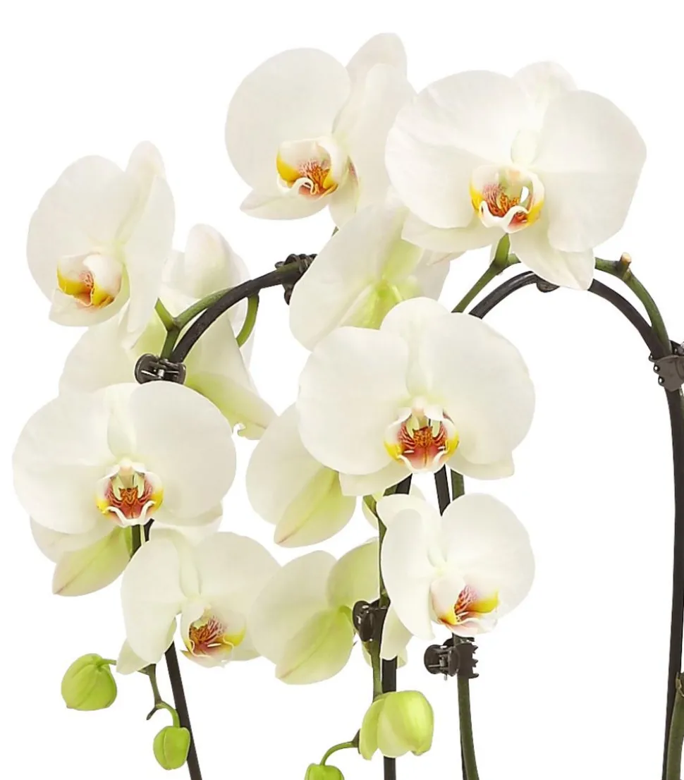 Schmetterlingsorchidee - Phalaenopsis cultivars Kascade, verschiedene Farben