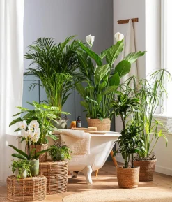 Schmetterlingsorchidee - Phalaenopsis cultivars Kascade, verschiedene Farben