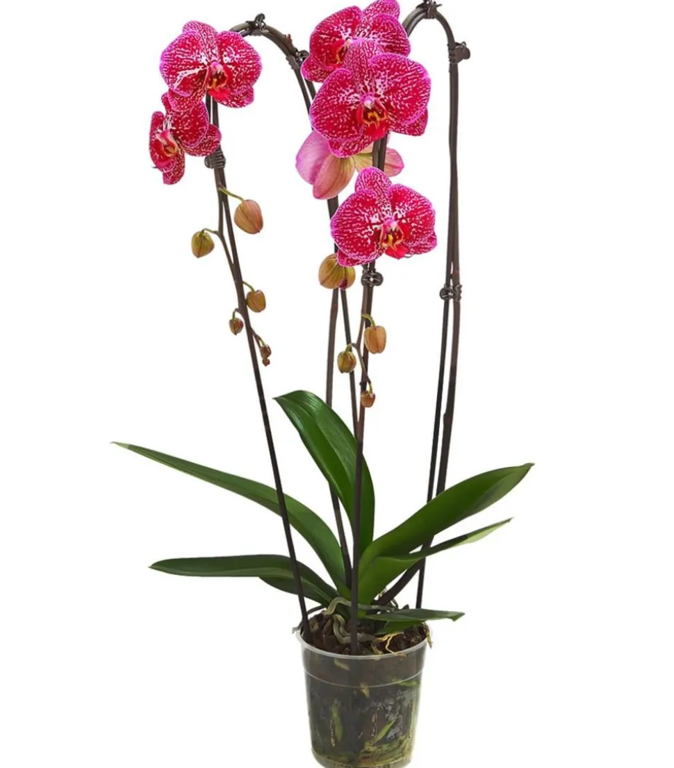 Schmetterlingsorchidee - Phalaenopsis cultivars Kascade, verschiedene Farben