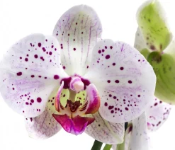 Schmetterlingsorchidee - Phalaenopsis cultivars, zweitriebig