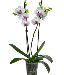 Schmetterlingsorchidee - Phalaenopsis cultivars, zweitriebig