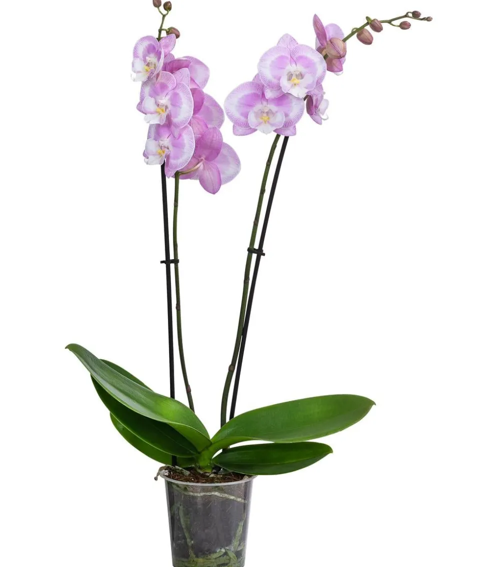 Schmetterlingsorchidee - Phalaenopsis cultivars 'Aladdin Kisz'