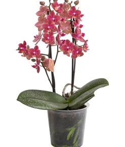 Schmetterlingsorchidee - Phalaenopsis cultivars 'Horizon'