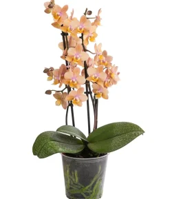 Schmetterlingsorchidee - Phalaenopsis cultivars 'Horizon'