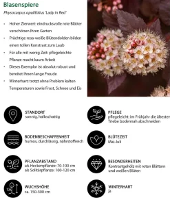 Schneeball-Blasenspiere Lady in Red