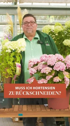 Schneeball-Hortensie 'Pink Annabelle®'