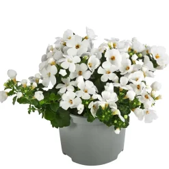 Schneeflockenblume