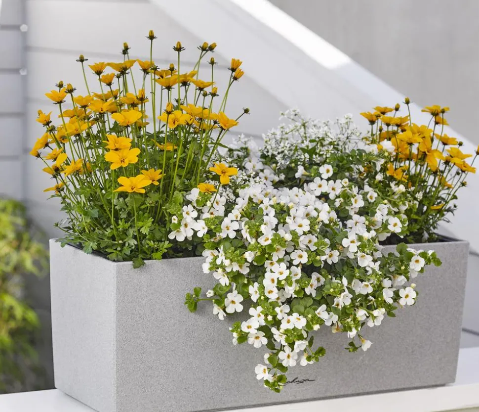 Schneeflockenblume