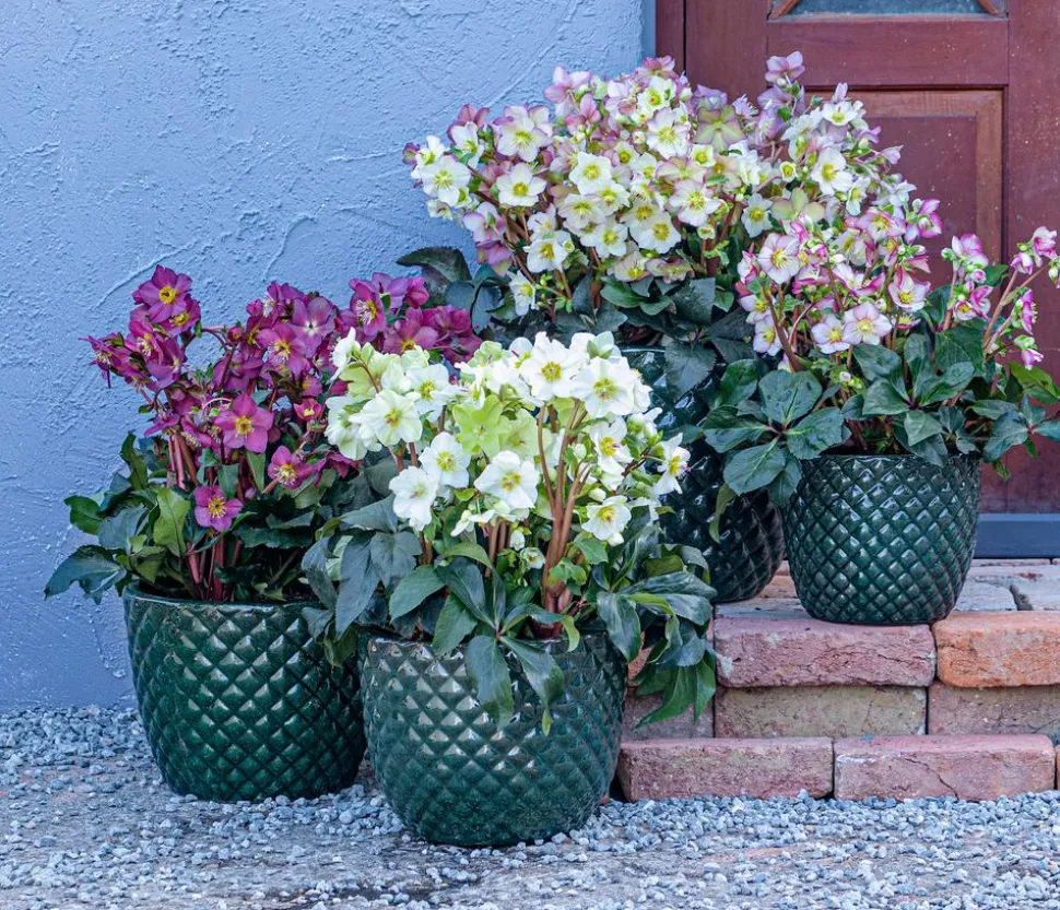 Schneerose 'Ice N' Roses®Merlot' - Helleborus Gold Collection®