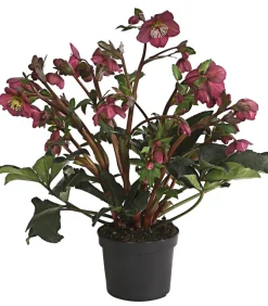 Schneerose 'Ice N' Roses® Red' - Helleborus Gold Collection®
