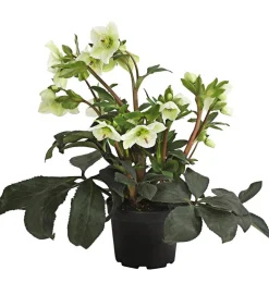 Schneerose 'Ice 'n' Roses® White' - Helleborus Gold Collection®