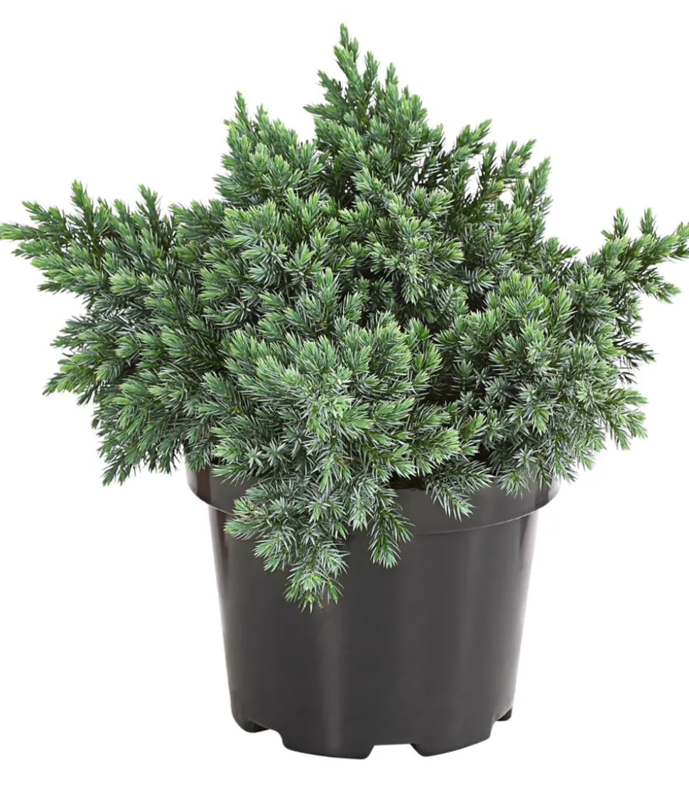Schuppen-Wacholder 'Blue Star'