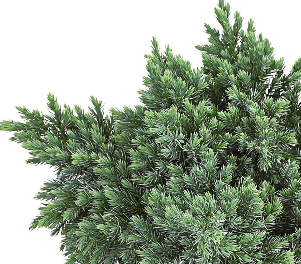 Schuppen-Wacholder 'Blue Star'