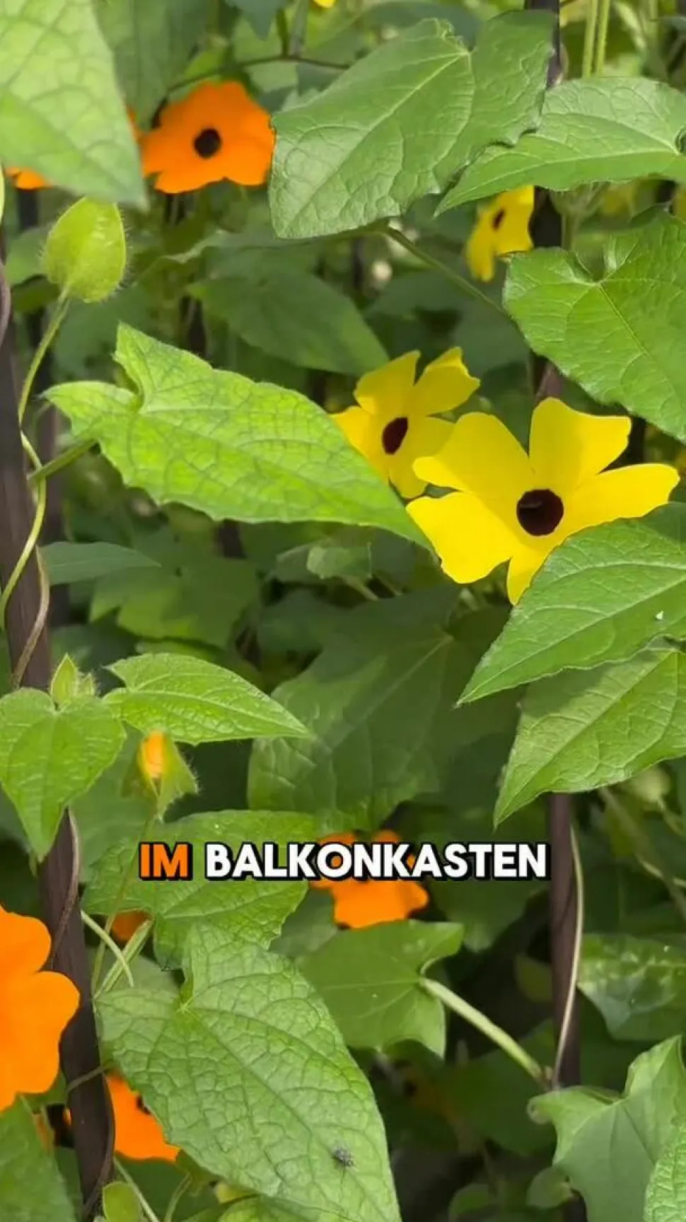 Schwarzäugige Susanne