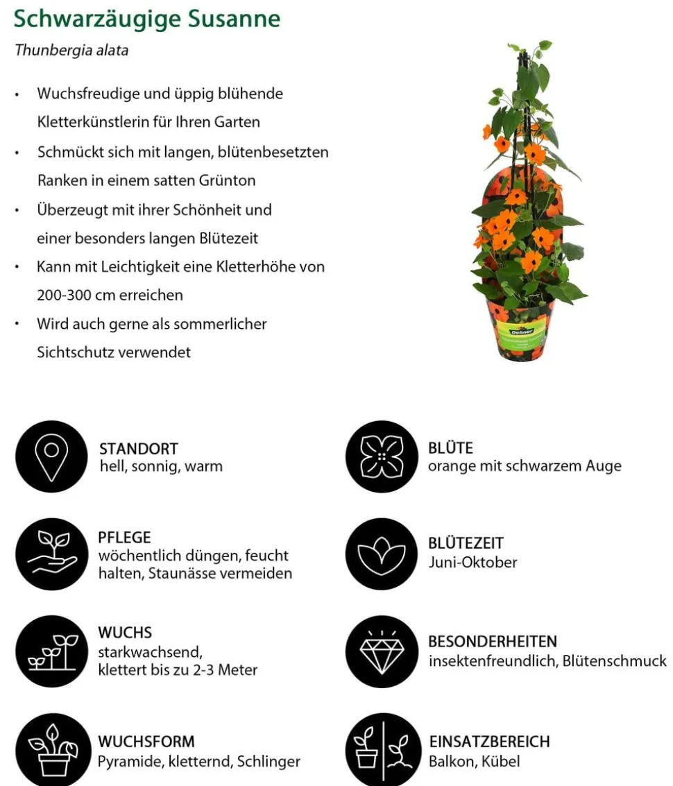 Schwarzäugige Susanne