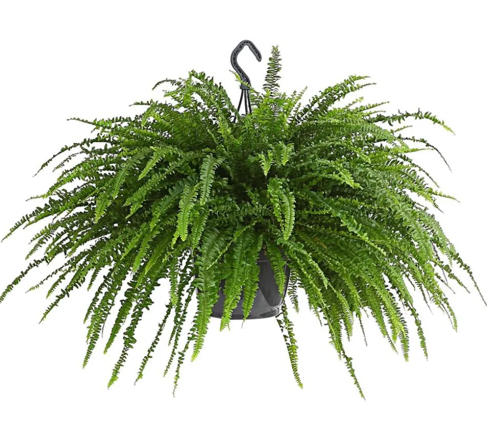 Schwertfarn - Nephrolepis exaltata, Ampel