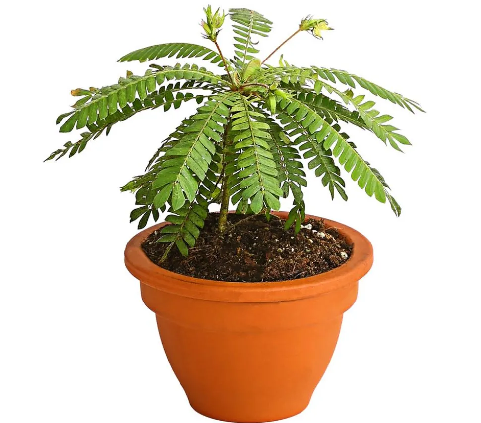Südseepalme - Biophytum sensitivum, 2er-Set