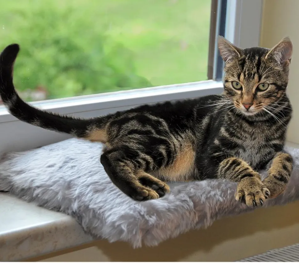 Silvio Design Fensterliege für Katzen